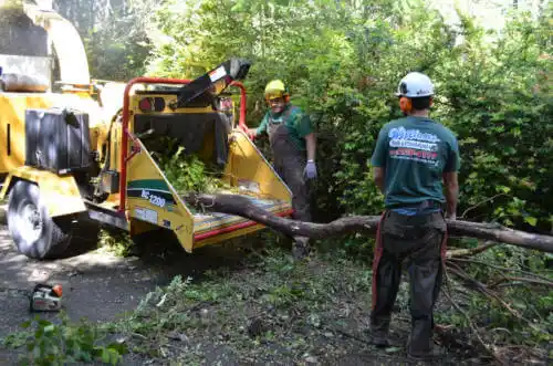 tree services Fairmead